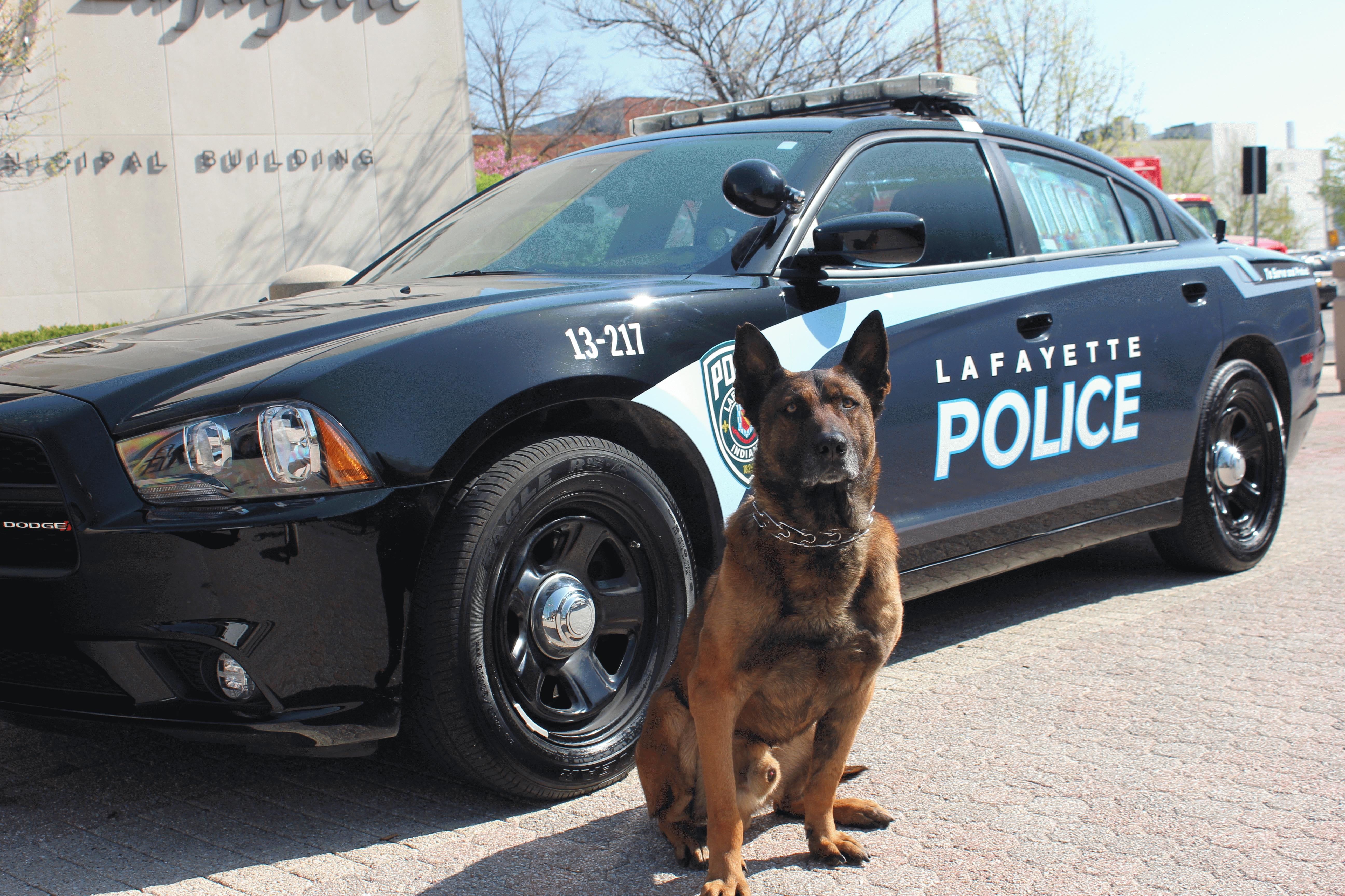 K9 Tico Sitting Next to a Patrol Car